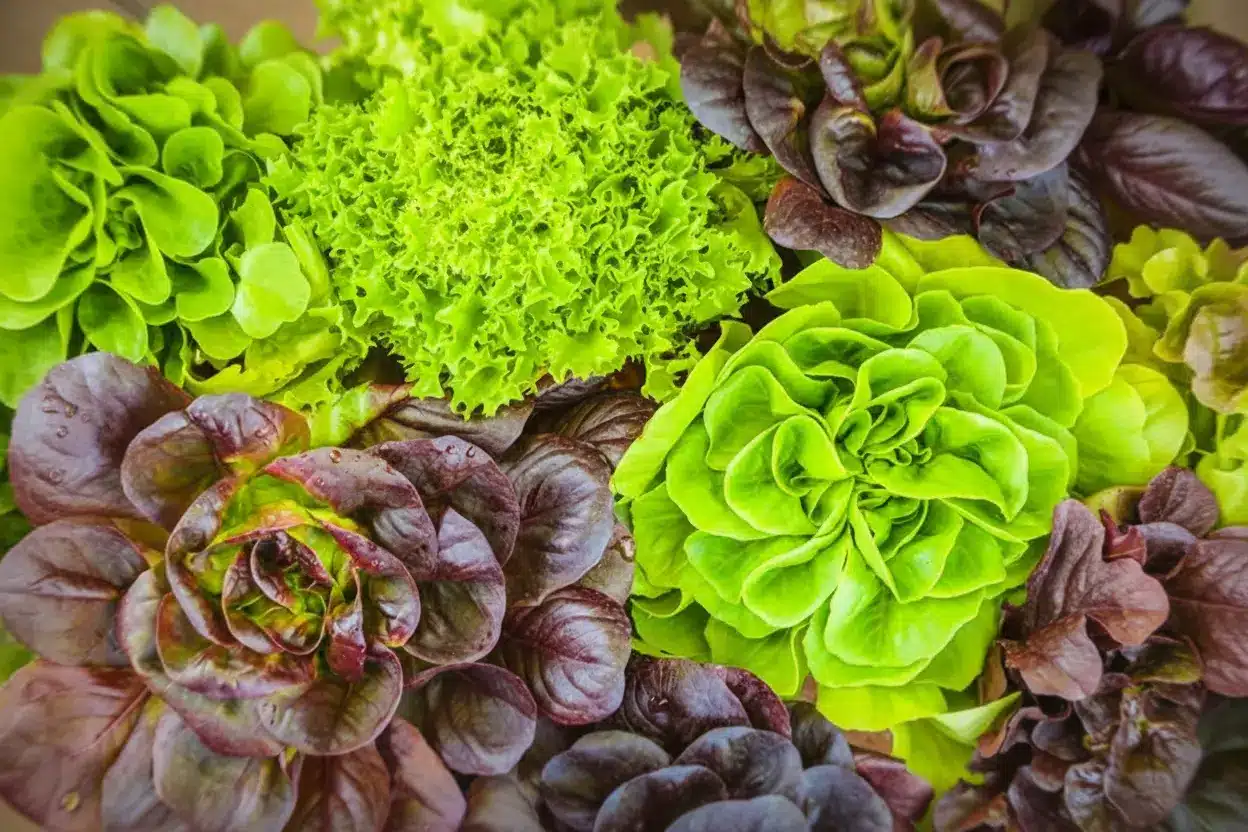 “No more wilted leaves”: the fridge trick that keeps salad fresh for a month